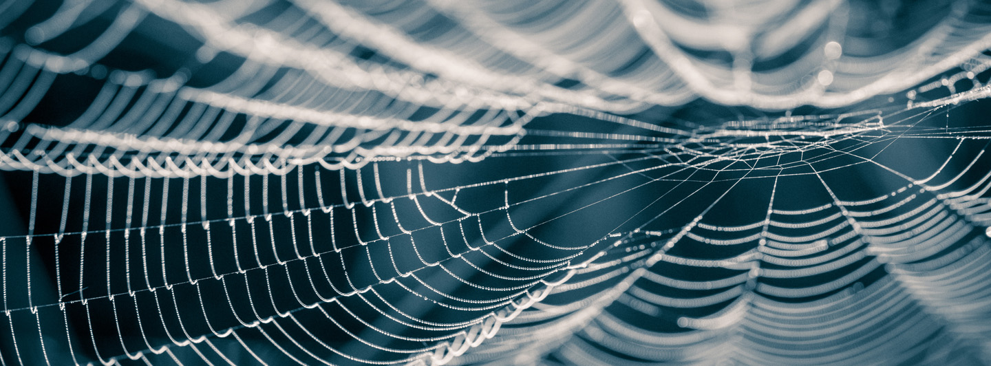 close up of spider web