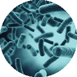 e coli