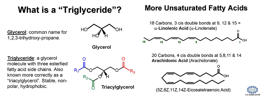 Example of information found on the LIPID MAPS database. Slides courtesy of Edward Dennis, UC San Diego