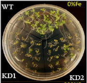 seedlings struggle in low-iron medium