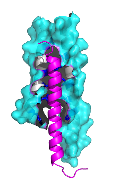 Illustration of M87 protein interior cavity
