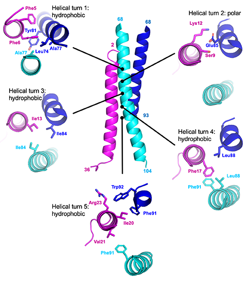 computer illustration of LL37 peptie