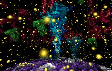 Visualization of the virus’ spike protein (cyan) surrounded by mucus molecules (red) and calcium ions (yellow). The viral membrane is shown in purple. (Credit: UC San Diego’s Lorenzo Casalino, the Amaro Lab, and the research team.)
